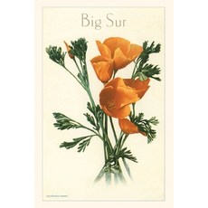 (英文圖書) The Vintage Journal California Poppy Big Sur 平裝版, Found Image Press, 英文