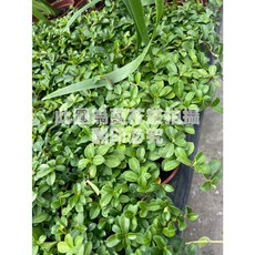萬花叢 越橘葉蔓榕 觀葉植物 3吋盆栽 居家辦公室綠植, 綠色, 1個