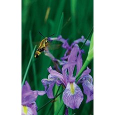 Petite Wild Blue Iris Journal 平裝版, Blurb, 英文