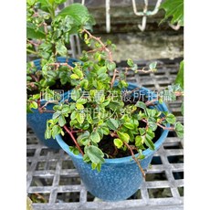 萬花叢 觀葉植物 多葉海棠/多葉秋海棠 5吋盆栽 綠植盆景, 綠色, 1個