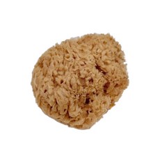 斑馬麥麥天然海綿3-4英吋-藝術海綿 海藻綿 紋理工具 畫用純天然海綿 繪畫工具