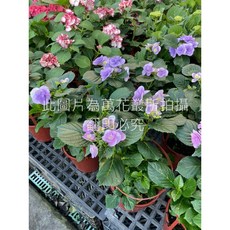 萬花叢 妖精之瞳繡球花 居家盆栽, 藍色, 1個