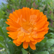 金盞花種子1g, 50個