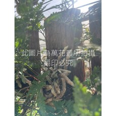 萬花叢 觀葉植物【兔腳蕨】 上板 高約10-15cm, 綠色, 1個