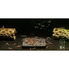 莯川 陶瓷紫砂餵食盆 水晶蝦米蝦專用