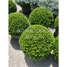 萬花叢 細葉七里香(波波球) 灌木植物 直徑40cm 綠植盆栽 居家園藝, 綠色, 1個