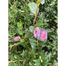 萬花叢 茶梅/山茶梅盆栽 灌木植物 庭院陽台盆栽, 紅