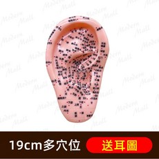 按摩耳模型 穴位教學展示模型