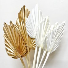 高品質小蒲葵葉, 白色