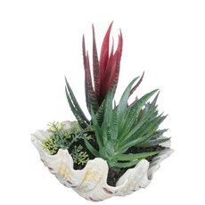 Sullivans 貝殼蘆薈多肉植物, 1個, 紅+綠