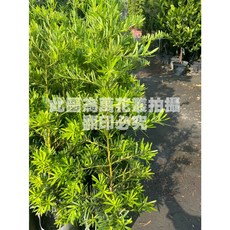 萬花叢 喬木植物 羅漢松 6吋美植袋 高約60-100cm 居家盆栽, 1個