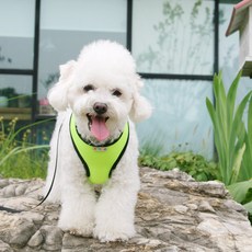 affetto 小狗胸背帶, XS, 綠色