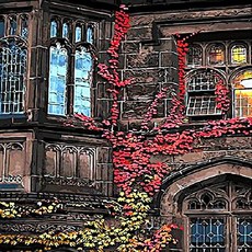 Pipo Painting DIY封面畫Q434常春藤系列, 1個