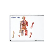 Learning Resources 人體模型雙面磁鐵, 混合