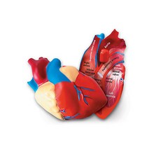 Learning Resources 人體心臟立體截面模型, 1個