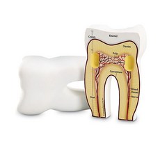 Learning Resources 立體牙齒剖面模型 LER1904, 白色的