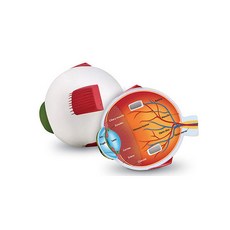 Learning Resources 人體視覺器官剖面模型, 混合