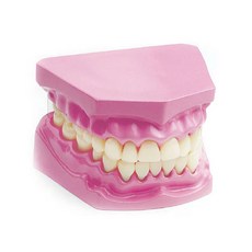 KesB 韓國教育系統有限公司牙齒模型, 混色