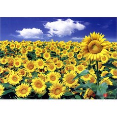 비앤비퍼즐 썬플라워 필드 그림퍼즐 1000조각, 1개