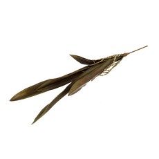 Modern House Cybbidium Live Spray, 1個