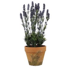 [모던하우스] 라벤더 BIG팟, 1개