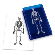 Learning Resources 人體骨骼印章, 15.8x10.7cm, 1個