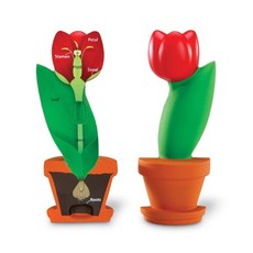 [Learning Resources] 식물꽃단면모형Cross-SectionFlowerModel, 1개
