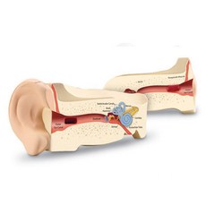 Learning Resources 人體聽覺器官剖面模型, 1個