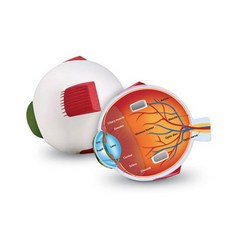 Learning Resources 眼球截面模型, 1個