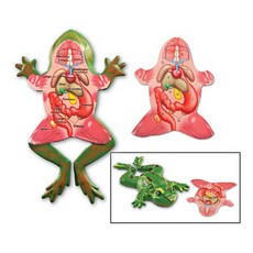 Learning Resources 青蛙解剖截面模型, 1個