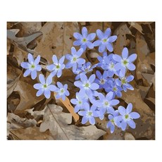 명화그리기 보라꽃향기, 1개