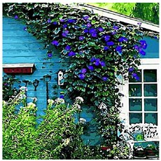 PIPO DIY名畫繪製 常春藤系列, Q428, 1個