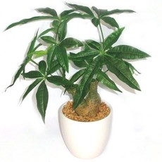 은나노플라워 파키라포트M (조화), 1개