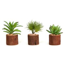 프로방스코리아 원통 다육이 식물 3p세트, 초코, 1개