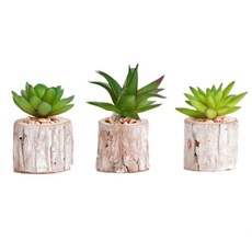 프로방스코리아 원통 다육이 식물 3p세트, 화이트, 1개