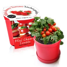 컬러키친가든 화분 텃밭가꾸기세트 레드, 앉은뱅이방울토마토