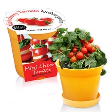 컬러키친가든 텃밭가꾸기세트 옐로우, 앉은뱅이방울토마토