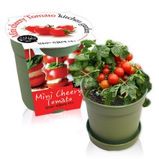 컬러키친가든 텃밭가꾸기세트 그린, 앉은뱅이방울토마토