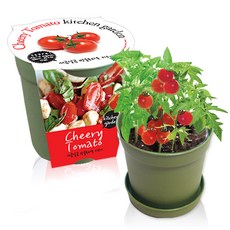 세경팜 컬러키친가든 텃밭세트 그린, 방울토마토