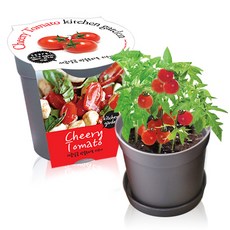 컬러키친가든 텃밭세트, 방울토마토(그레이)