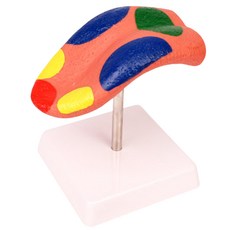 Kiumhouse 味覺探索模型, 口味查詢模型 1p