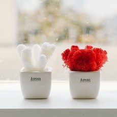 아스파시아 생화 메플레르 더블 산호 + 모스 화분세트, 레드, 1세트