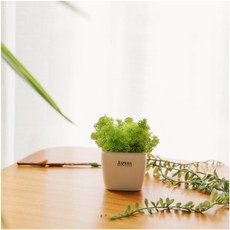 아스파시아 미뇽싱글 쁘띠 모스 화분 스프링그린, 1개