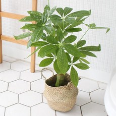 MORIANN Pachira 人造花盆, 混色, 1個