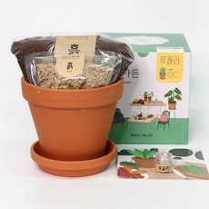 베란다레시피 키친가든 루꼴라세트 브라운, 루꼴라, 1개