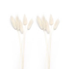 홈앤라이프 프리저브드플라워 라그라스 10p, 화이트