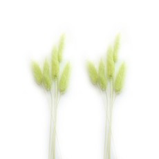 Home&Life永生花Ragras 10入, 淺綠色