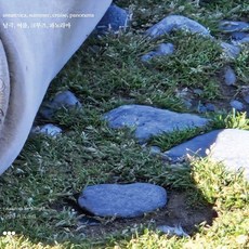 Yeonjangtong 南極 夏天 郵輪 全景(antarctica summer cruise panorama), 李英男