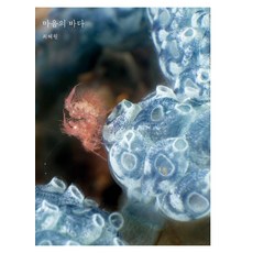 DODBOGI 心之海, 崔惠媛