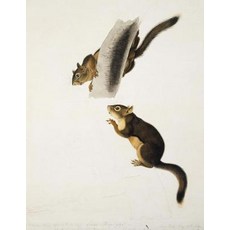 Douglas's Squirrel John J. Audubon. Blank Journal: 150 Blank Pages 8 5x11 Inch (21.59 X 27.94 CM) So..., Createspace Independent Publishing Platform